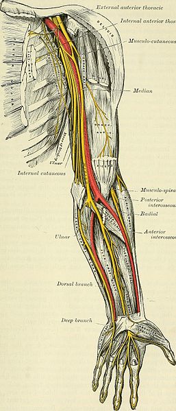 Recurrent median nerve: anatomy, pathway and supply