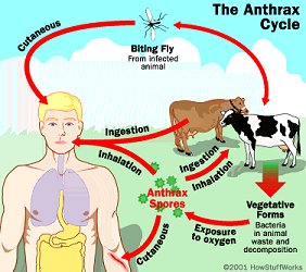 File:Anthrax cycle.jpg