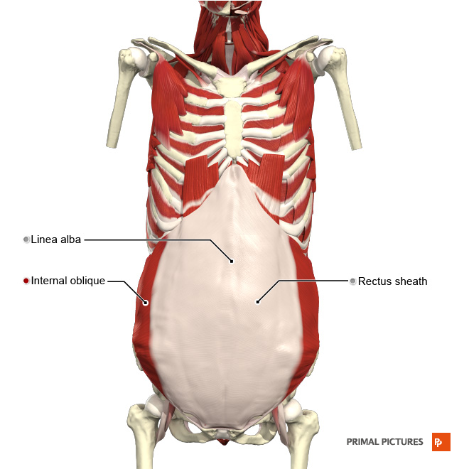 The Anterolateral Abdominal Wall - Muscles - TeachMeAnatomy
