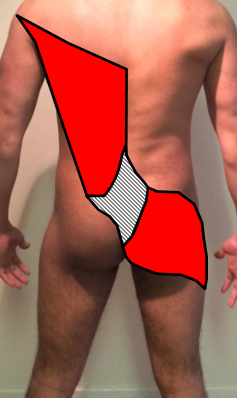 Posterior Oblique Sling Anatomy.png