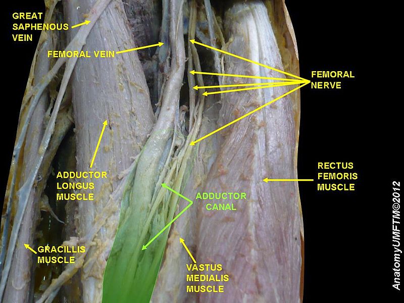 File:Adductor Canal 2.JPG