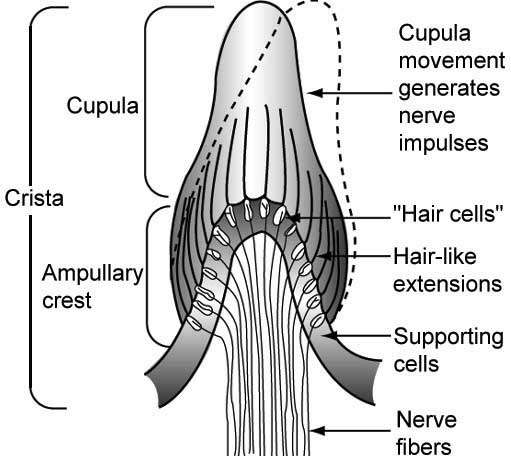 File:Inner ear's cupula transmitting indication of acceleration.jpg