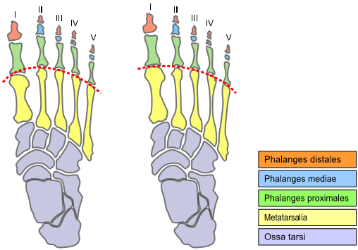 File:Morton's foot comparison.png