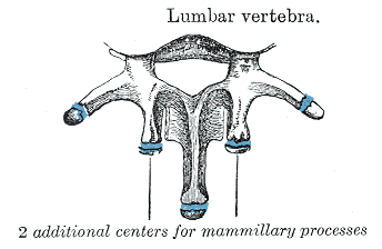 Lumar spine secondary ossification centres.gif