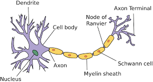 File:Neuron.png