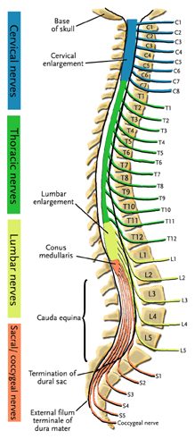 This is a picture of the spinal nerves exiting the verterbal column. The nerves are color coded by section