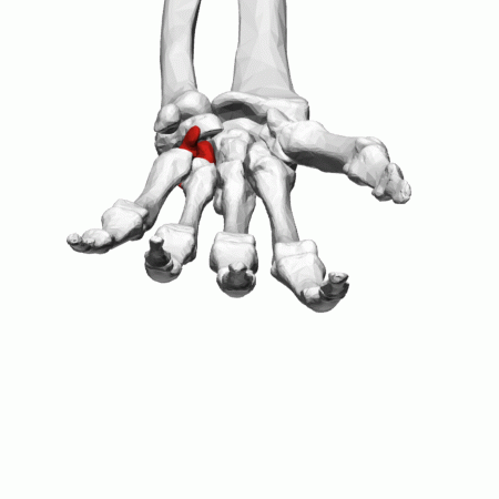 File:Hamate bone (left hand) - animation.gif