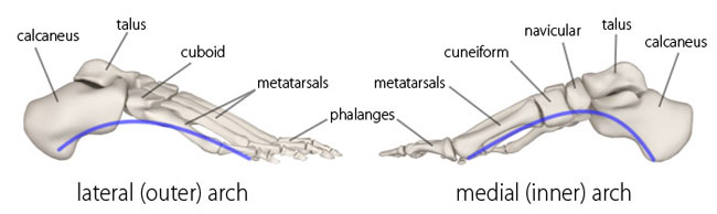 medial longitudinal arch