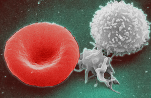 Blood cells - erythrocyte, thrombocyte, leukocyte.png