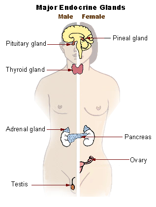 Endocrine system New.png