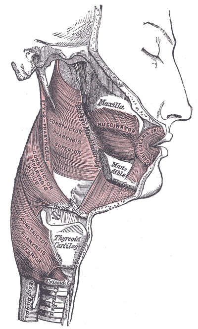 Muscles of the pharynx.png