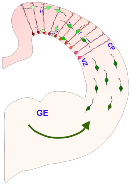 File:Interneuron-radial glial interactions in the developing cerebral cortex.png