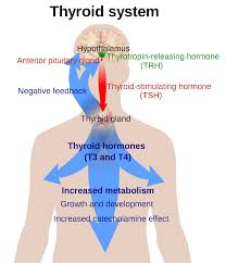 File:Thyroid system pic.png