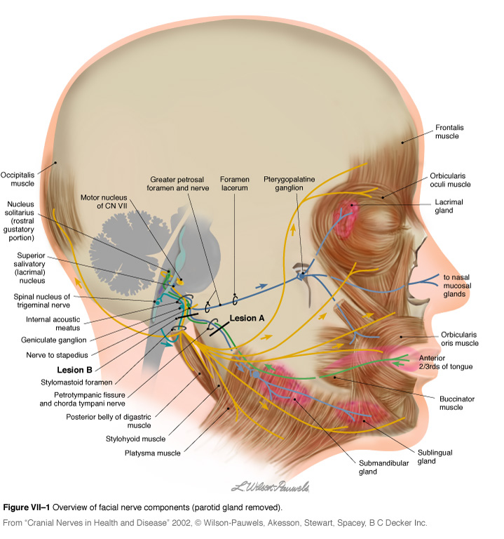 Cranial Nerve V11.jpg