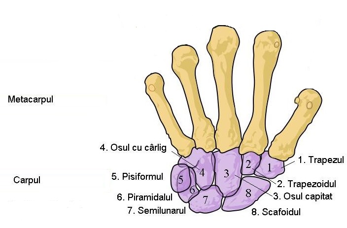 File:Hand bones Ro 2.jpeg
