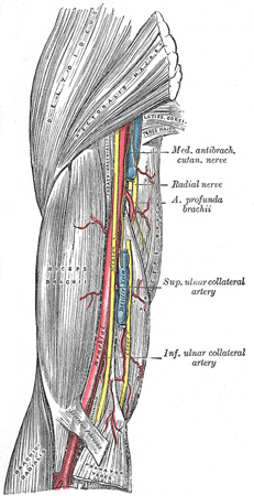 distal humerus anatomy