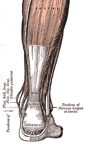 File:Achilles tendon.jpg
