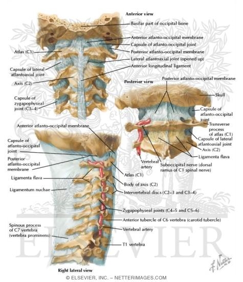 spine anatomy c5 c6