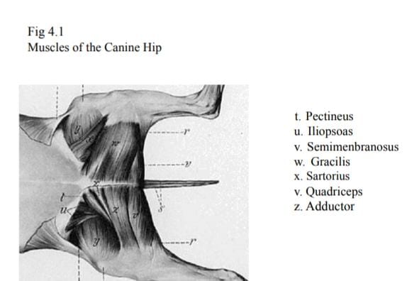 File:Muscle of canine hip.jpeg