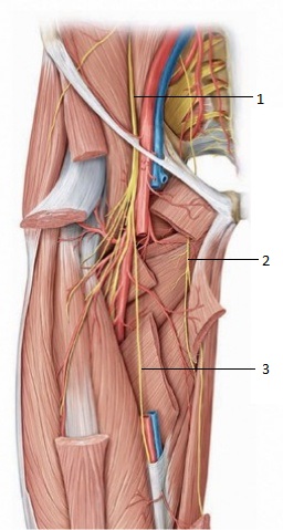 1. femoral nerve. 2. obturator nerve. 3. saphenous nerve