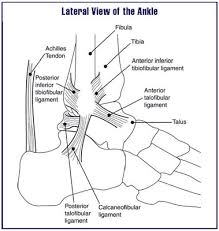 Anterior Ankle Impingement Syndrome - Physiopedia