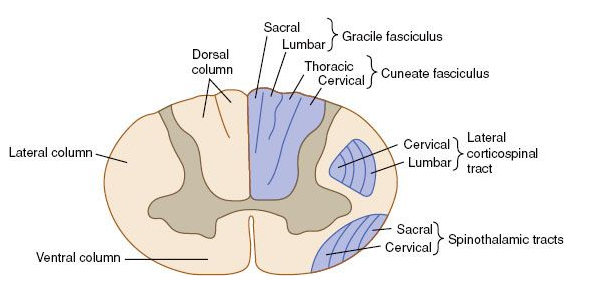 File:Somatotopic arrangement of spinal cord.PNG
