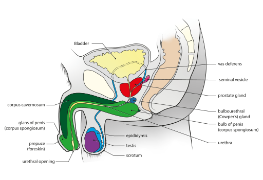 File:Male genital system - Sagittal view.svg.png