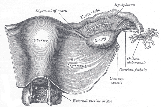 female reproductive anatomy ligaments