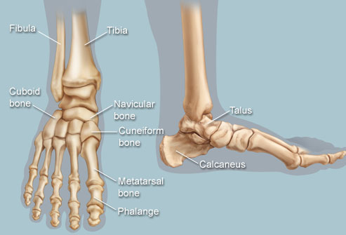 Foot and ankle bones - Mayo Clinic