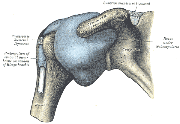 File:Glenohumeral joint.png
