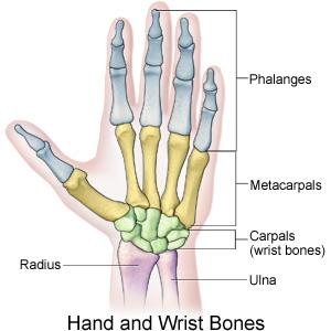Image:Hand_and_wrist_bones_II.JPG