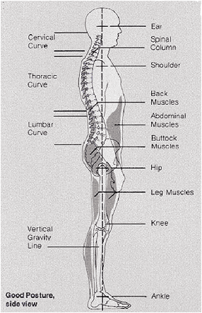 Mind Reader Mind Reader Vertical Back Rest, Back Posture Corrector, Back  Support Comfortable Posture Trainer For Spinal Alignment, Perfect Solution  For Back Pain, Poor Posture, Black in the Back Braces & Suspenders