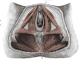 Pelvic Floor Anatomy - Physiopedia