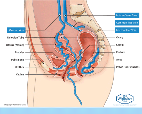 File:Female-pelvis-diagram.png