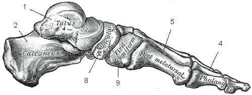 File:Medial arch of the foot.gif