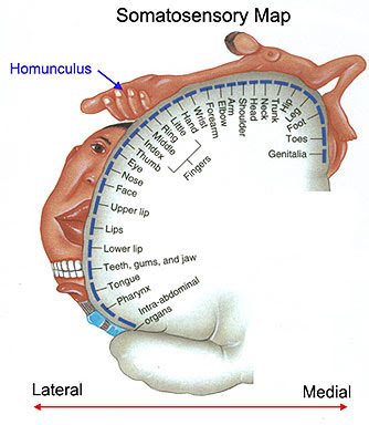 Homunculus lateral to medial.jpg