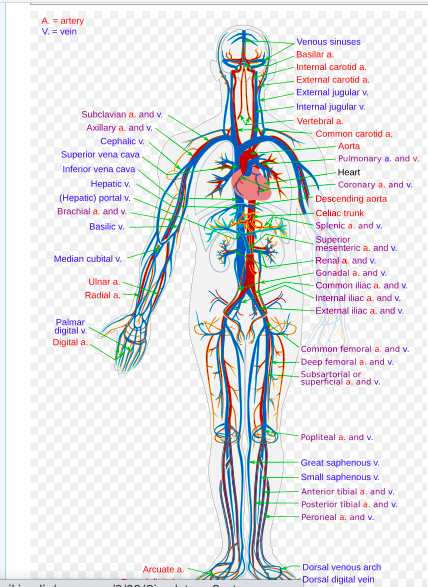 arteries and veins diagram heart