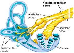 Vestibulocochlear Nerve.jpg
