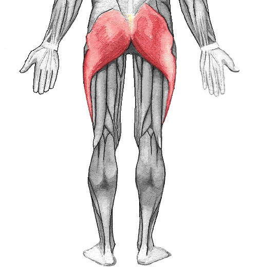 File:Gluteus maximus.png