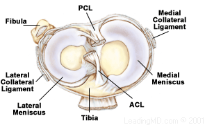 File:Lat.meniscus.gif