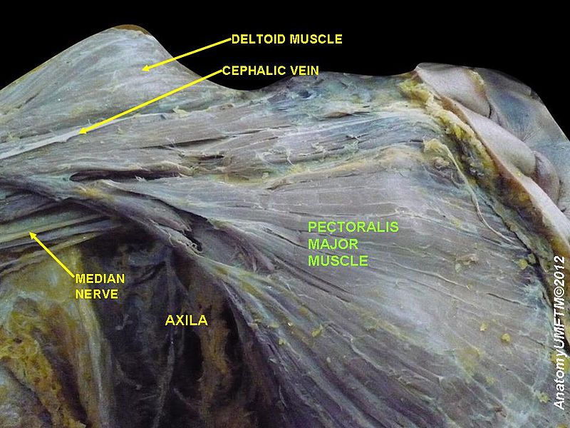 File:Pectoralis muscle.jpg