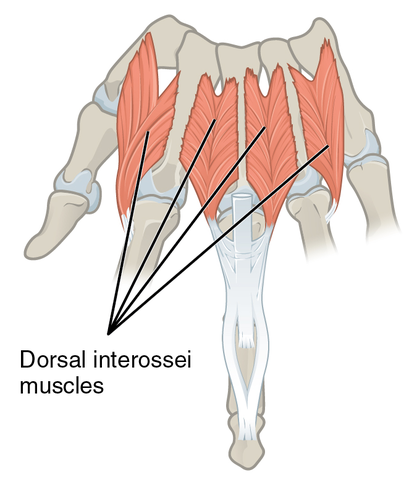 Dorsal and Ventral: What Are They, Differences, and More