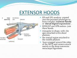 File:Extensor hood anatomy.jpg