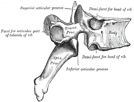 File:Thoracic vertebrae.png