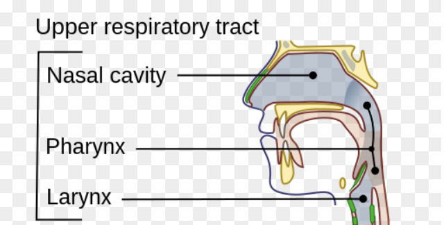 File:Upper Respiratory Airways.png