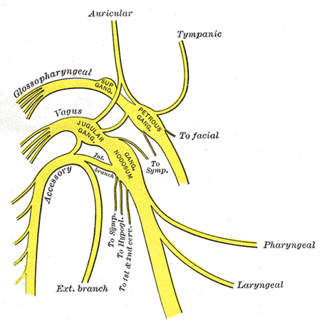 File:Plan of upper portions of glossopharyngeal, vagus, and accessory nerves..gif