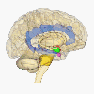 File:Rotating brain colored.gif