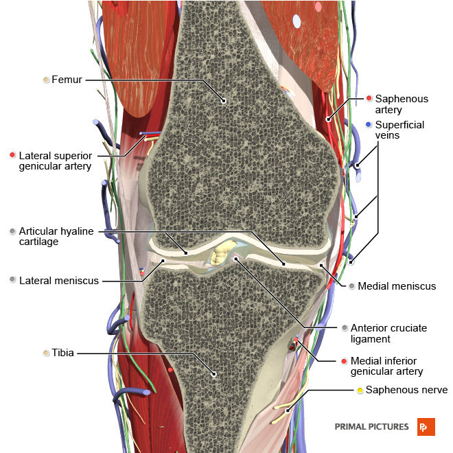 tibial tuberosity surface anatomy