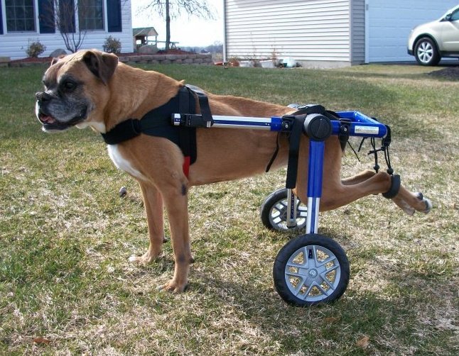 File:Dog Wheelchair.jpeg