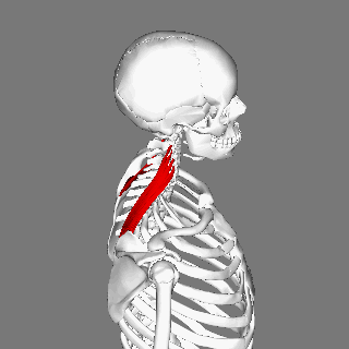 File:Levator scapulae muscle animation small2.gif